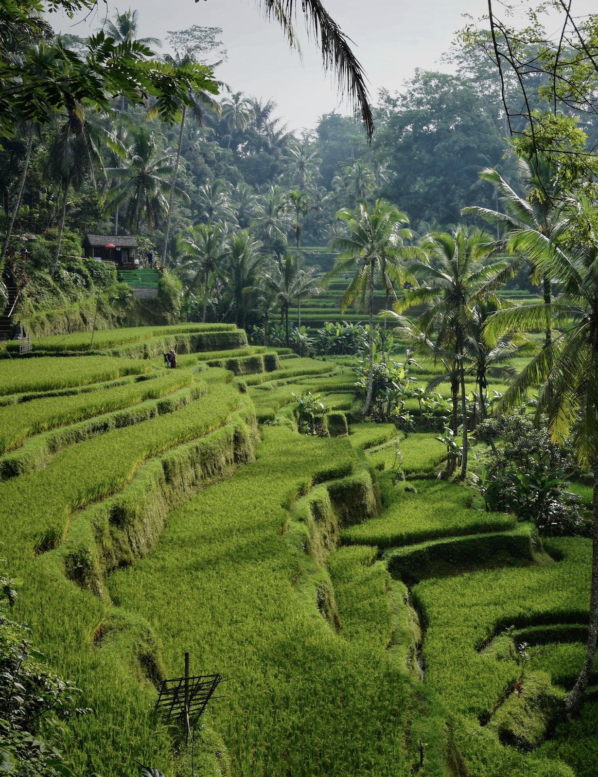 Rice terraces. Photo by Niklas Weiss.
